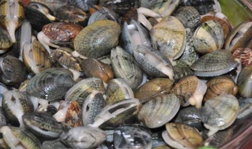 مواد سامة تمنع جمع الصدفيات بالمتطقة البحرية رأس كبدانة مواد سامة تمنع جمع الصدفيات بالمتطقة البحرية رأس كبدانة