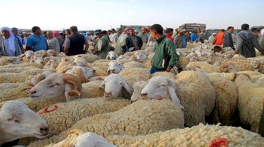 وزارتي الداخلية والفلاحة تغلقان 7 أسواق للماشية لم تلتزم بالإجراءات الصحية