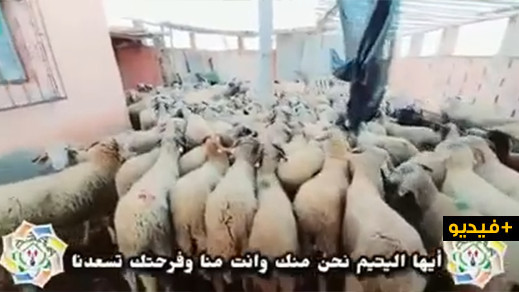 بمناسبة عيد الأضحى المبارك.. جمعية حق اليتيم والضعيف توزع 300 أضحية على الأسر المعوزة بمناسبة عيد الأضحى المبارك.. جمعية حق اليتيم والضعيف توزع 300 أضحية على الأسر المعوزة