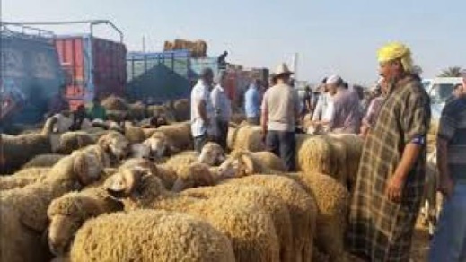 الدّرك يوقف شاحنة للمواشي تحمل عشرات "الكسّابة" بدون ترخيص بينهم خمسة مصابون بكورونا