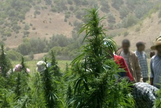 الحسيمة.. زراعة "الكيفْ" تستنزف الفرشة المائية في كتامة وحقوقيون يطالبون بفتح تحقيق الحسيمة.. زراعة "الكيفْ" تستنزف الفرشة المائية في كتامة وحقوقيون يطالبون بفتح تحقيق