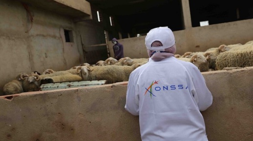 "كسّاب" يُسمّن قطيعه بـ"البزاق" في قبضة الدّرك "كسّاب" يُسمّن قطيعه بـ"البزاق" في قبضة الدّرك