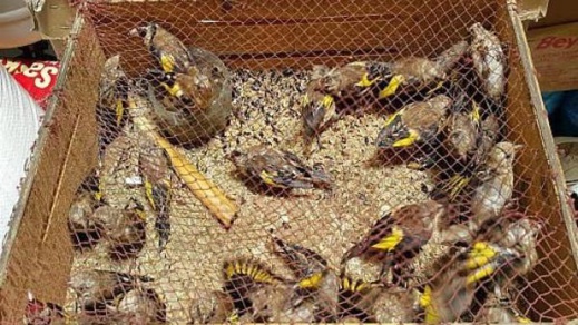 الدريوش.. تفكيك شبكة للإتجار غير القانوني في فصيلة مهددة بالإنقراض من طائر "الحسّون" الدريوش.. تفكيك شبكة للإتجار غير القانوني في فصيلة مهددة بالإنقراض من طائر "الحسّون"