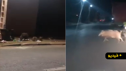 فيديو.. خنازير برية تتجول بأحد احياء جماعة رأس الماء فيديو.. خنازير برية تتجول بأحد احياء جماعة رأس الماء