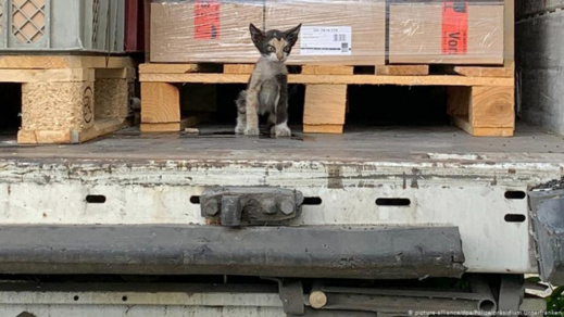 قطة تعبر البحر المتوسط وتنجح في الهجرة سرا إلى ألمانيا قطة تعبر البحر المتوسط وتنجح في الهجرة سرا إلى ألمانيا