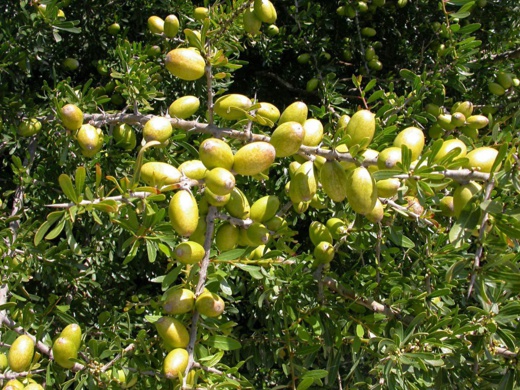 إسرائيل تقوم بـ"استنساخ" شجرة أركان تتجاوز ما تنتجه نظيرتها المغربية بعشرة أضعاف إسرائيل تقوم بـ"استنساخ" شجرة أركان تتجاوز ما تنتجه نظيرتها المغربية بعشرة أضعاف