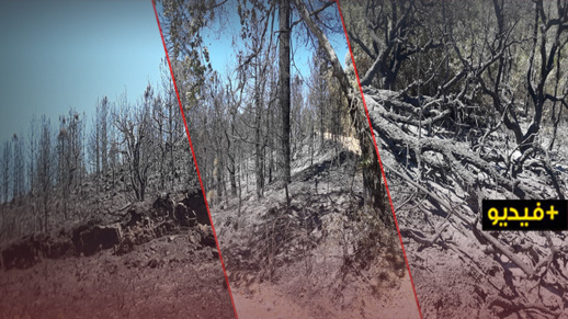 شاهدوا.. مخلفات حريق “أكمسان”: نفوق أعداد كبيرة من الوحيش وفقدان مساحات شاسعة من الغطاء الغابوي شاهدوا.. مخلفات حريق “أكمسان”: نفوق أعداد كبيرة من الوحيش وفقدان مساحات شاسعة من الغطاء الغابوي