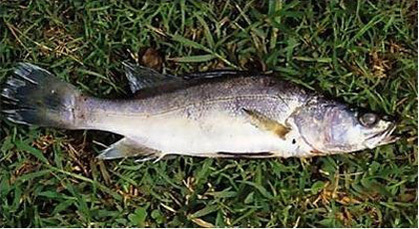 كارثة بيئية بسد الخطابي بالحسيمة بعد نفوق مئات من أسماك الشبوط كارثة بيئية بسد الخطابي بالحسيمة بعد نفوق مئات من أسماك الشبوط