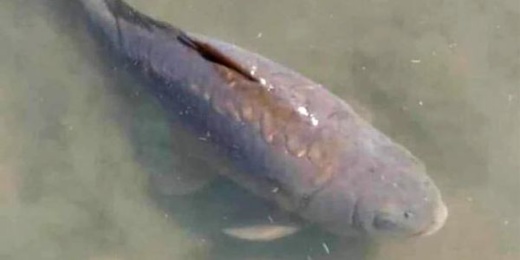 دولة تعلن الحداد بعد نفوق سمكة تجلب الحظ للطلبة للنجاح في دراستهم دولة تعلن الحداد بعد نفوق سمكة تجلب الحظ للطلبة للنجاح في دراستهم