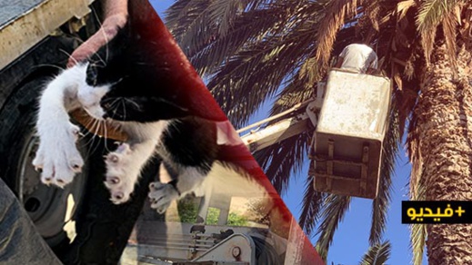 شاهدوا: في حادث غريب.. الوقاية المدينة بالناظور تنقذ قطة علقت في أعلى نخلة شاهدوا: في حادث غريب.. الوقاية المدينة بالناظور تنقذ قطة علقت في أعلى نخلة