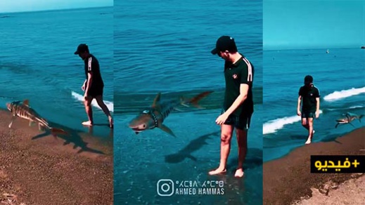 في خدعة سينمائية جديدة أحمد حماس يتجول رفقة سمكة قرش بأحد شواطئ الناظور في خدعة سينمائية جديدة أحمد حماس يتجول رفقة سمكة قرش بأحد شواطئ الناظور