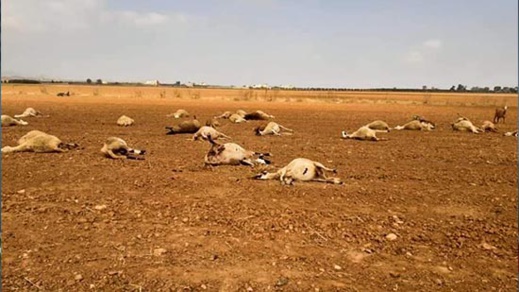 بالصور.. مياه مسمومة تتسبب في نفوق عشرات الأغنام بسهل "كارت" ببني وكيل أولاد محند بالصور.. مياه مسمومة تتسبب في نفوق عشرات الأغنام بسهل "كارت" ببني وكيل أولاد محند