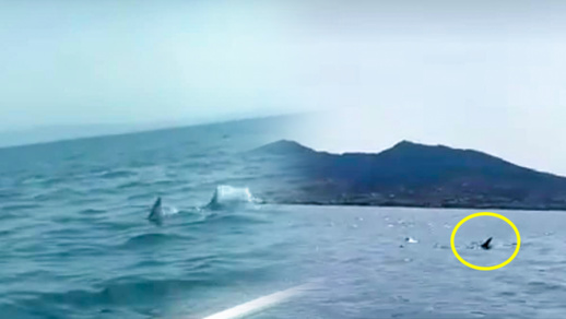 مثير.. ظهور أسماك قرش تسبح في سواحل مليلية مثير.. ظهور أسماك قرش تسبح في سواحل مليلية