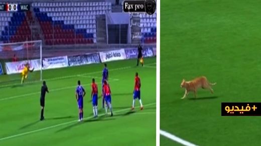 شاهدوا.. دخول قط لأرضية الملعب يمنع تنفيذ ضربة جزاء في مباراة المغرب التطواني والوداد شاهدوا.. دخول قط لأرضية الملعب يمنع تنفيذ ضربة جزاء في مباراة المغرب التطواني والوداد