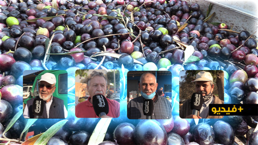 الناظور.. معاصر الزيتون تشرع في إستقبال محصول هذه السنة وفلاحون يؤكدون تراجع الغلة لهذه الأسباب