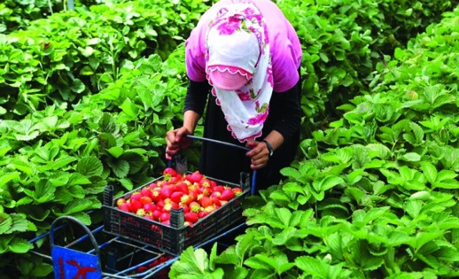 وفاة فتاة قاصر داخل ضيعة فلاحية في الشمال بعد أن دهستها آلة لرشّ المبيدات وفاة فتاة قاصر داخل ضيعة فلاحية في الشمال بعد أن دهستها آلة لرشّ المبيدات