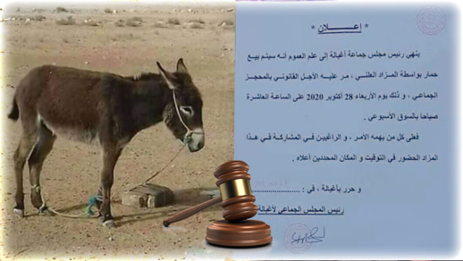 بيع جماعة لحمار في المزاد العلني يثير موجة من السخرية على مواقع التواصل الاجتماعي  بيع جماعة لحمار في المزاد العلني يثير موجة من السخرية على مواقع التواصل الاجتماعي