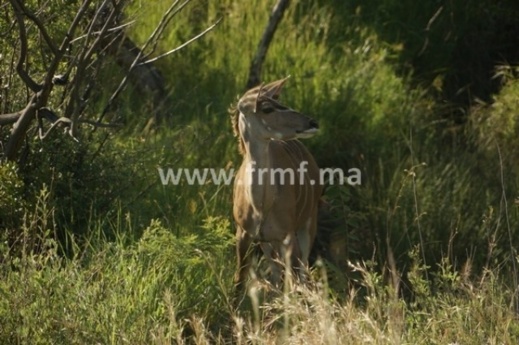 الأسود في حديقة الحيوانات.. شاهدوا صور وفيديو الأسود في حديقة الحيوانات.. شاهدوا صور وفيديو