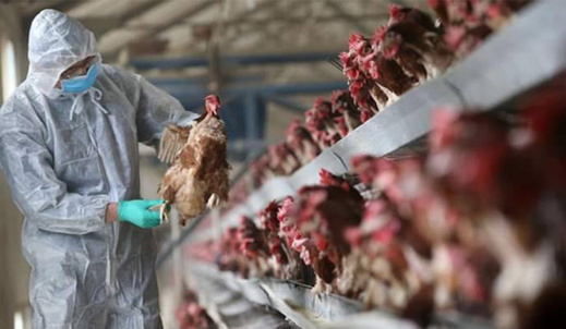 هولندا.. "إعدام" أزيد من 215 ألف دجاجة بسبب أنفلونزا الطيور