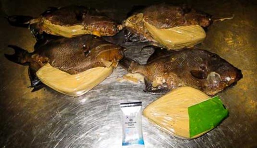 "تنسيق يين الجمارك والأمن يحبط محاولة لتهريب كمية من الأسماك محشوة بـ"الحشيش "تنسيق يين الجمارك والأمن يحبط محاولة لتهريب كمية من الأسماك محشوة بـ"الحشيش