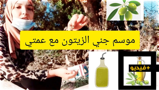 شاهدوا.. مراحل استخراج زيت الزيتون مع شرح مستفيض من مالك مطحنة للعصر شاهدوا.. مراحل استخراج زيت الزيتون مع شرح مستفيض من مالك مطحنة للعصر