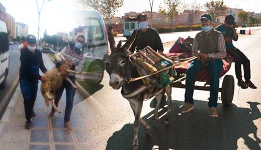 اعتقال قطيع أغنام ترعى في حديقة عمومية بالناظور.. وذبح إحداها لفائدة نزلاء الخيرية اعتقال قطيع أغنام ترعى في حديقة عمومية بالناظور.. وذبح إحداها لفائدة نزلاء الخيرية