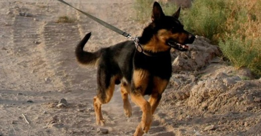 الجيش المغربي يُجهض محاولة لانفصاليي البوليساريو التجسّس في المنطقة العازلة بكلب مزود بكاميرا الجيش المغربي يُجهض محاولة لانفصاليي البوليساريو التجسّس في المنطقة العازلة بكلب مزود بكاميرا