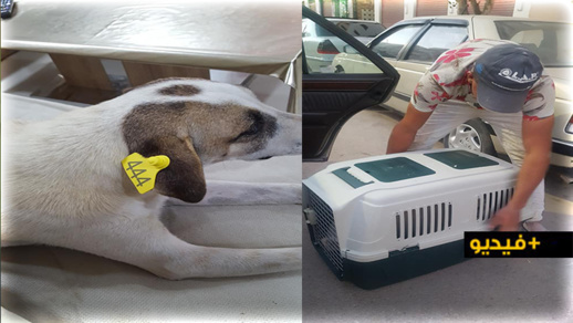 جميعة أمم تطلق أول حملة بالناظور لتلقيح وتعقيم الكلاب الضالة جميعة أمم تطلق أول حملة بالناظور لتلقيح وتعقيم الكلاب الضالة