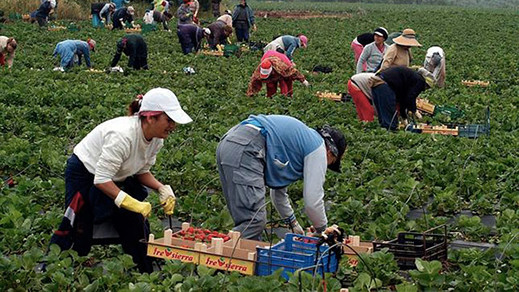 اول مجموعة من العاملات الموسميات بإسبانيا ستحل بإسبانيا نهاية الشهر الجاري