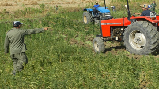 بعد إزالتها من خانة المخدرات الخطرة.. المغرب "يمهد" للمصالحة مع مزارعي نبتة القنب الهندي بعد إزالتها من خانة المخدرات الخطرة.. المغرب "يمهد" للمصالحة مع مزارعي نبتة القنب الهندي