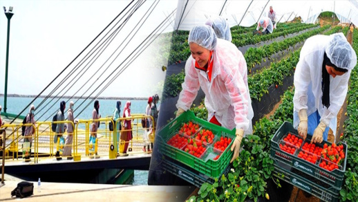 مغادرة 500 عاملة مغربية من أصل أزيد من 4 آلاف للعمل بحقول "هويلفا" بإسبانيا مغادرة 500 عاملة مغربية من أصل أزيد من 4 آلاف للعمل بحقول "هويلفا" بإسبانيا