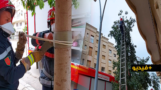 تدخل إنساني.. رجال الوقاية المدنية بالناظور يتقذون "قطة" علقت بأعلى شجرة بحي لعراصي تدخل إنساني.. رجال الوقاية المدنية بالناظور يتقذون "قطة" علقت بأعلى شجرة بحي لعراصي