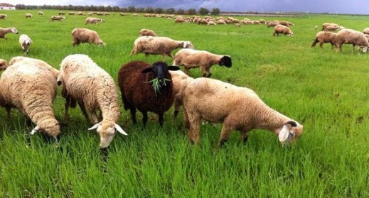 التساقطات المطرية الأخيرة تبشر بموسم فلاحي جيد التساقطات المطرية الأخيرة تبشر بموسم فلاحي جيد