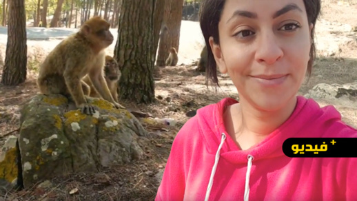 شاهدوا.. جولة وسط القرَدة والأشجار في غابة "كوروكو" وزيارة لقلعتها التاريخية شاهدوا.. جولة وسط القرَدة والأشجار في غابة "كوروكو" وزيارة لقلعتها التاريخية