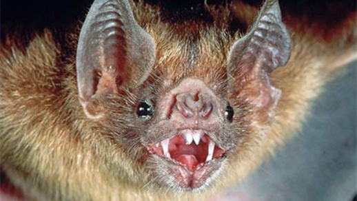 “نيباه”.. منظمة الصحة العالمية وصحف عالمية يحذرون من فيروس أخطر من كورونا وبدون أي لقاح ضده “نيباه”.. منظمة الصحة العالمية وصحف عالمية يحذرون من فيروس أخطر من كورونا وبدون أي لقاح ضده