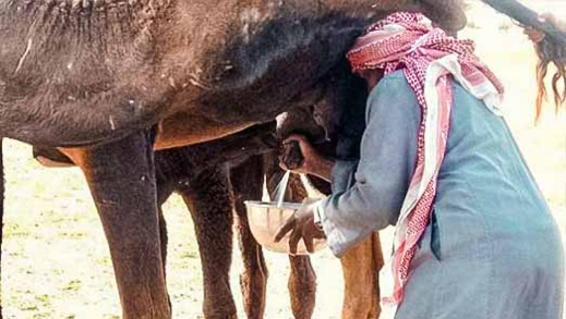 افتتاح أول مقهى متخصص في بيع "بول البعير" الطازج