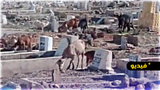 مقبرة الرحمة ببني انصار تتحول إلى مطرح للنفايات ومرعى للقطعان ومجلس المدينة يلعب دور المتفرج مقبرة الرحمة ببني انصار تتحول إلى مطرح للنفايات ومرعى للقطعان ومجلس المدينة يلعب دور المتفرج