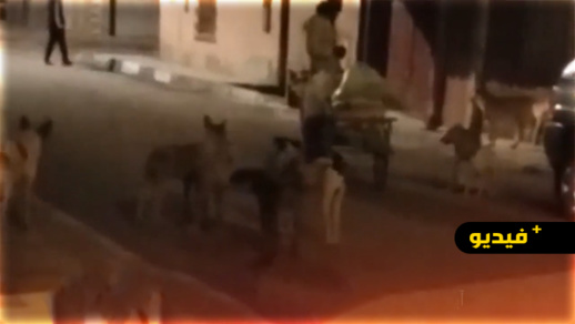 شاهدوا.. مواطنون ينقذون شخصا من الموت بعد هجوم كلاب ضالة عليه ببني انصار 