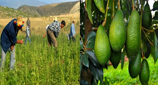 استراتيجية فلاحية جديدة بالمغرب.. تعويض زراعة "الكيف" بفاكهة "لافوكا" بالشمال