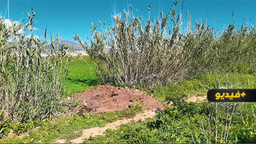 شاهدوا.. هذا هو المكان الي عثر فيه مواطنون على قبر سري لجثة امرأة مدفونة بأخندوق  شاهدوا.. هذا هو المكان الي عثر فيه مواطنون على قبر سري لجثة امرأة مدفونة بأخندوق