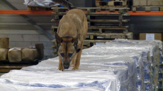 هولندا.. ضبط 1500 كيلوغرام من الهيروين بقيمة 45 مليون أورو هولندا.. ضبط 1500 كيلوغرام من الهيروين بقيمة 45 مليون أورو