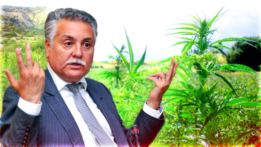 نبيل بن عبد الله: تقنين القنب الهندي سيستفيد منه البسطاء وهي خطوة جريئة من الدولة نبيل بن عبد الله: تقنين القنب الهندي سيستفيد منه البسطاء وهي خطوة جريئة من الدولة