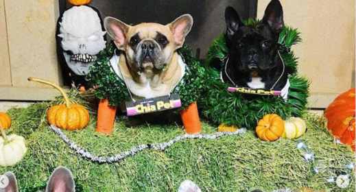 مكافأة قيمتها 500 مليون لمن يعثر على كلبي مغنية مشهورة مكافأة قيمتها 500 مليون لمن يعثر على كلبي مغنية مشهورة