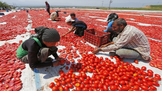 إسبانيا تطالب بتشديد الرقابة على الطماطم المغربية