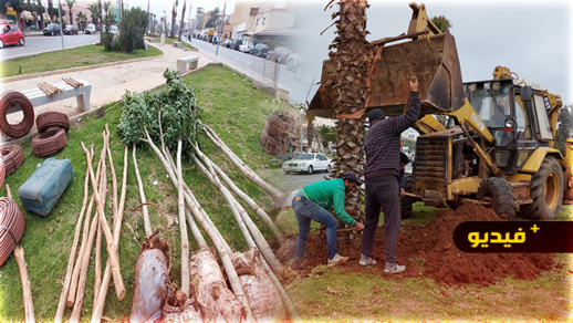 عمالة الناظور و شركة العمران تشرعان في عملية تشجير شارع طنجة وسط الناظور