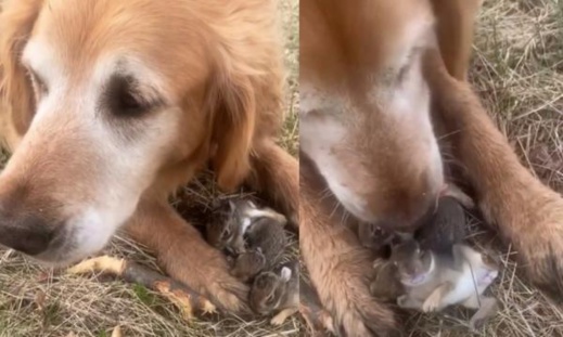 شاهدوا ..كلب لطيف يرعى أرانب صغيرة فقدت والدتها شاهدوا ..كلب لطيف يرعى أرانب صغيرة فقدت والدتها