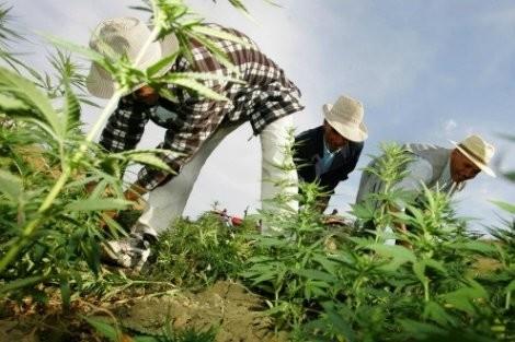مقترح قانون يخص تقنين "الوشاية الكاذبة" ضد مزارعي "الكيف" مقترح قانون يخص تقنين "الوشاية الكاذبة" ضد مزارعي "الكيف"