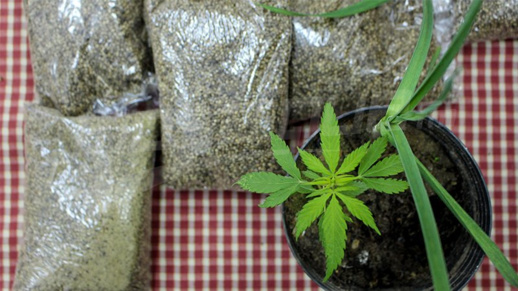 تعرفوا على فوائد نبتة "الحشيش" التي يريد المغرب تقنين زراعتها تعرفوا على فوائد نبتة "الحشيش" التي يريد المغرب تقنين زراعتها