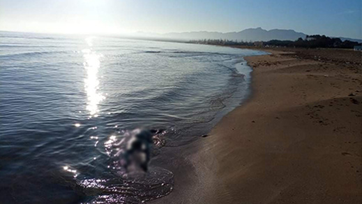 استنفار كبير بسبب جثة متحللة على سواحل جماعة قرية أركمان استنفار كبير بسبب جثة متحللة على سواحل جماعة قرية أركمان