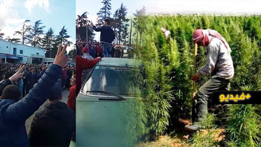 مزارعو الكيف ب "كتامة": الشركات الكبرى هي المتسفيد الأول من تقنين زراعة القنب الهندي مزارعو الكيف ب "كتامة": الشركات الكبرى هي المتسفيد الأول من تقنين زراعة القنب الهندي